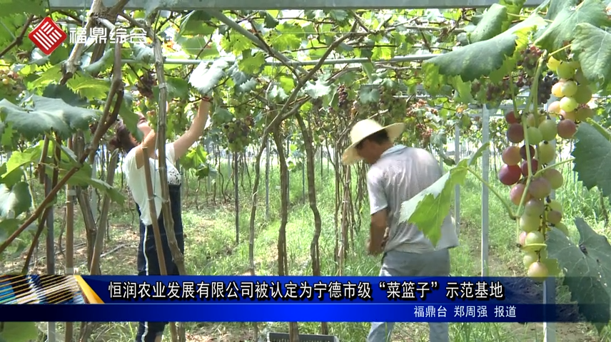 恒潤農(nóng)業(yè)發(fā)展有限公司被認(rèn)定為寧德市級“菜籃子”示范基地