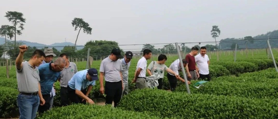 生態(tài)茶園如何建設(shè)？這次考察讓福鼎白茶“胸有成竹”