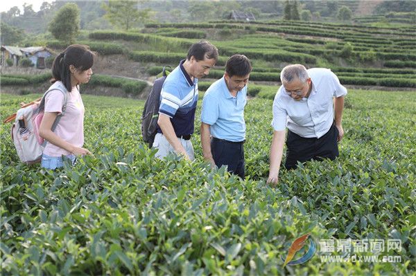 點(diǎn)頭鎮(zhèn)舉辦茶葉質(zhì)量安全工作推進(jìn)會(huì)暨茶葉質(zhì)量安全培訓(xùn)會(huì)