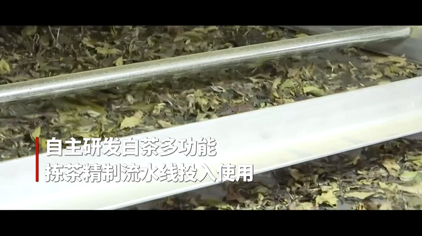 【短視頻】-- 白茶多功能揀茶精制流水線投入使用