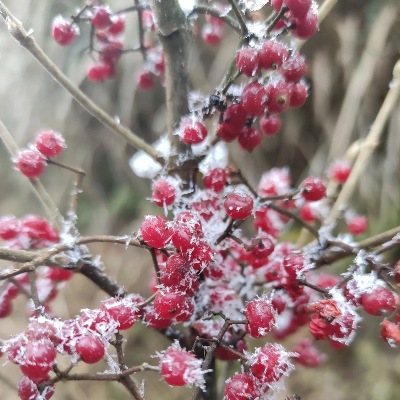 在？福鼎終于下雪！進(jìn)來(lái)看雪~