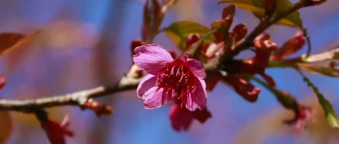 沐浴春風(fēng)，帶你在山花爛漫中，揭開(kāi)前岐鳳桐村的致富秘訣