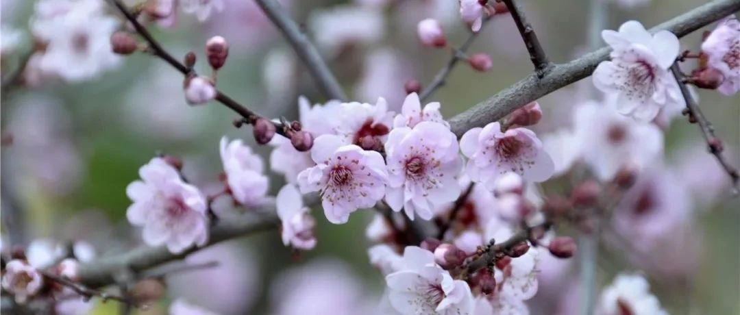 嗨，福鼎早春的花開了~好花賞起來