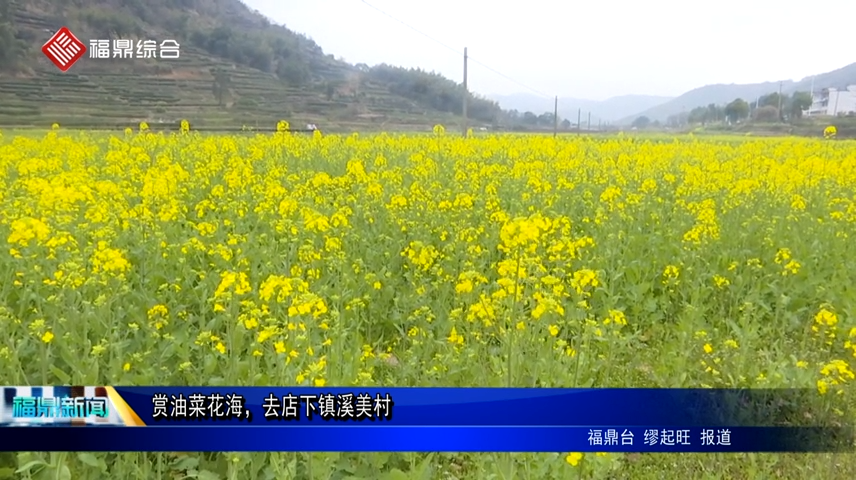 賞油菜花海，去店下鎮(zhèn)溪美村