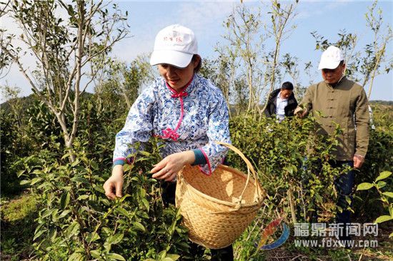 茶鄉(xiāng)點(diǎn)頭春茶開(kāi)園采摘 茶農(nóng)采摘新年第一茬香茗