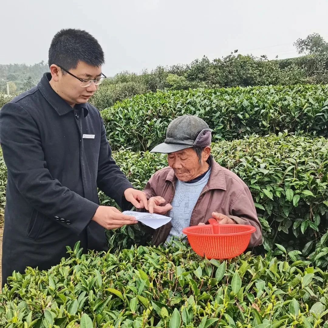 再學習再調研再落實丨暖心助農！225張臨時茶園信息卡一氣呵成