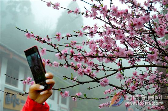 太姥山：賞花、觀景、品茶，茶旅結(jié)合走“花路”