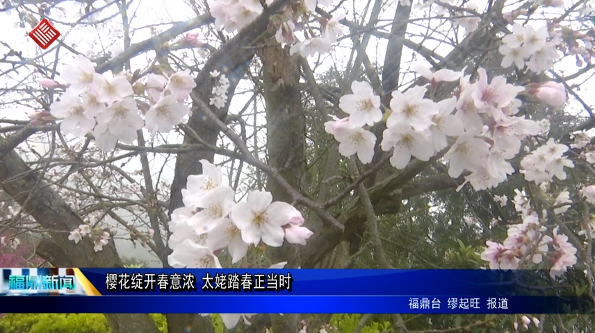 櫻花綻開春意濃 太姥踏春正當時