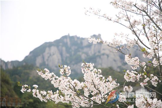 櫻花綻開春意濃 太姥踏春正當(dāng)時