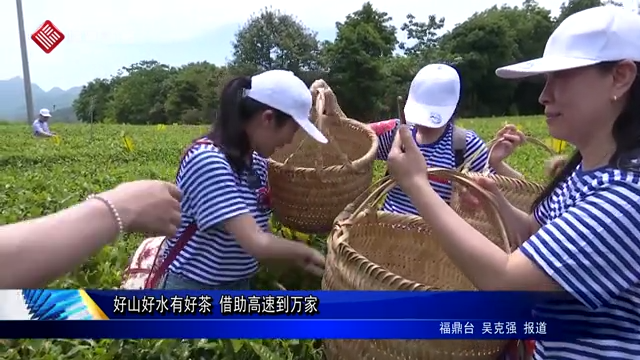 好山好水有好茶 借助高速到萬(wàn)家