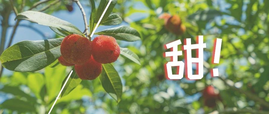 確認(rèn)過(guò)甜度！前岐楊梅熟了~