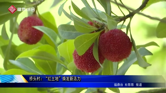 橋頭村：“紅土地”煥發(fā)新活力