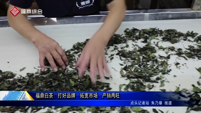 福鼎白茶: 打好品牌  拓寬市場  產銷兩旺