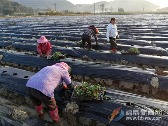 福鼎：掀起科學(xué)種植蠶豆熱潮