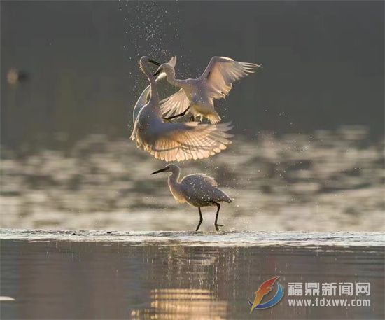 福鼎： 為野生動物打造“幸福家園”