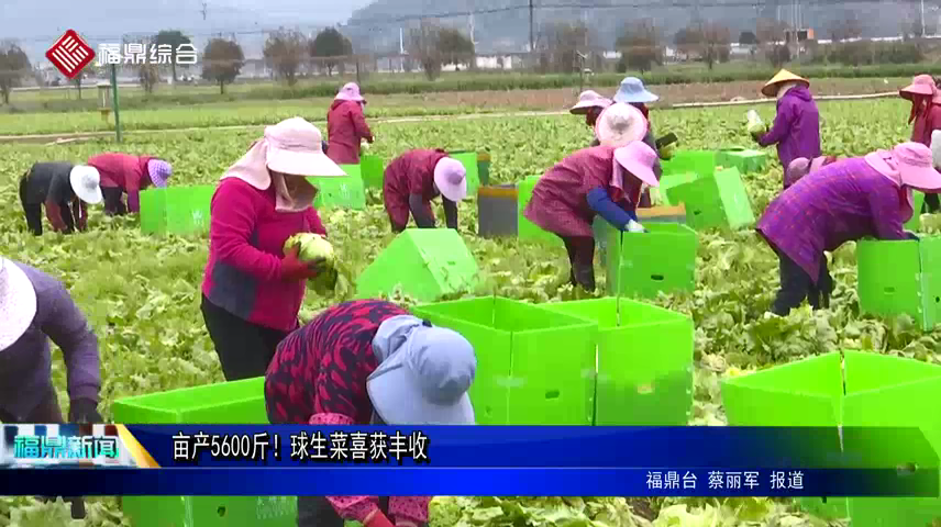 畝產(chǎn)5600斤！球生菜喜獲豐收