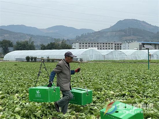 瀲城生菜上市，產(chǎn)銷兩旺