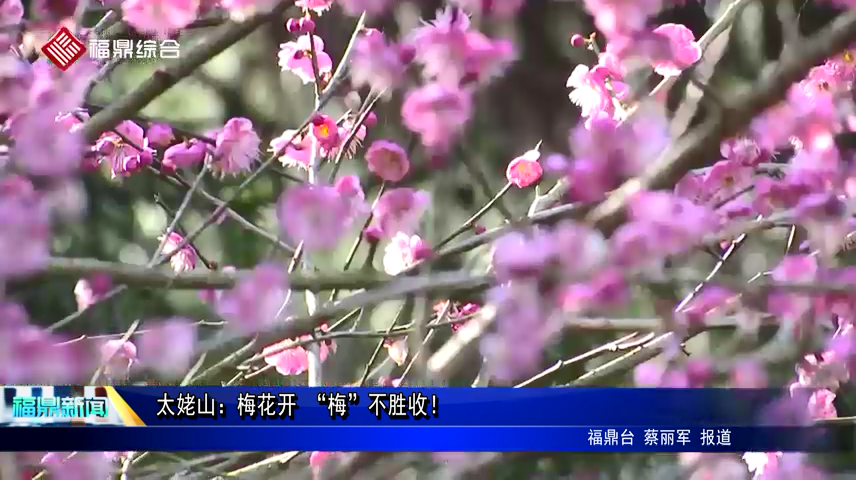 太姥山：梅花開 “梅”不勝收！