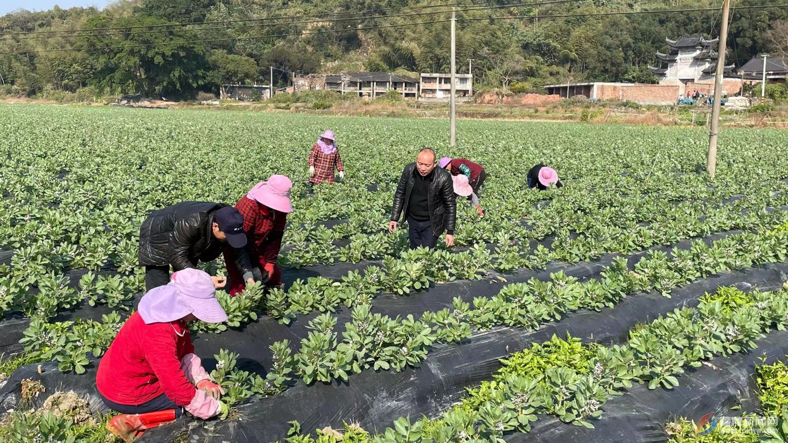 農技春節(jié)不歇 助力農業(yè)生產“開門紅”