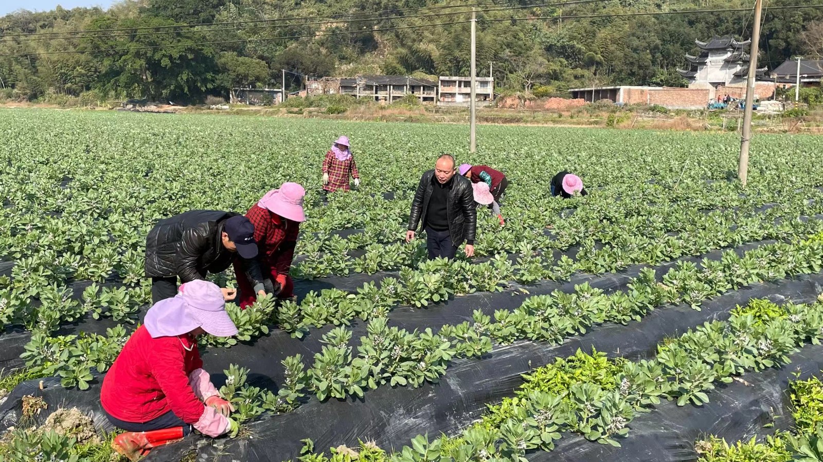 農技下鄉(xiāng)，助力農業(yè)生產“開門紅”！