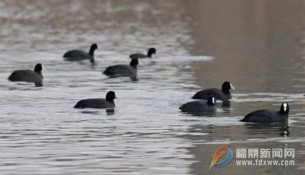 國家二級野生保護動物白骨頂雞落腳福鼎