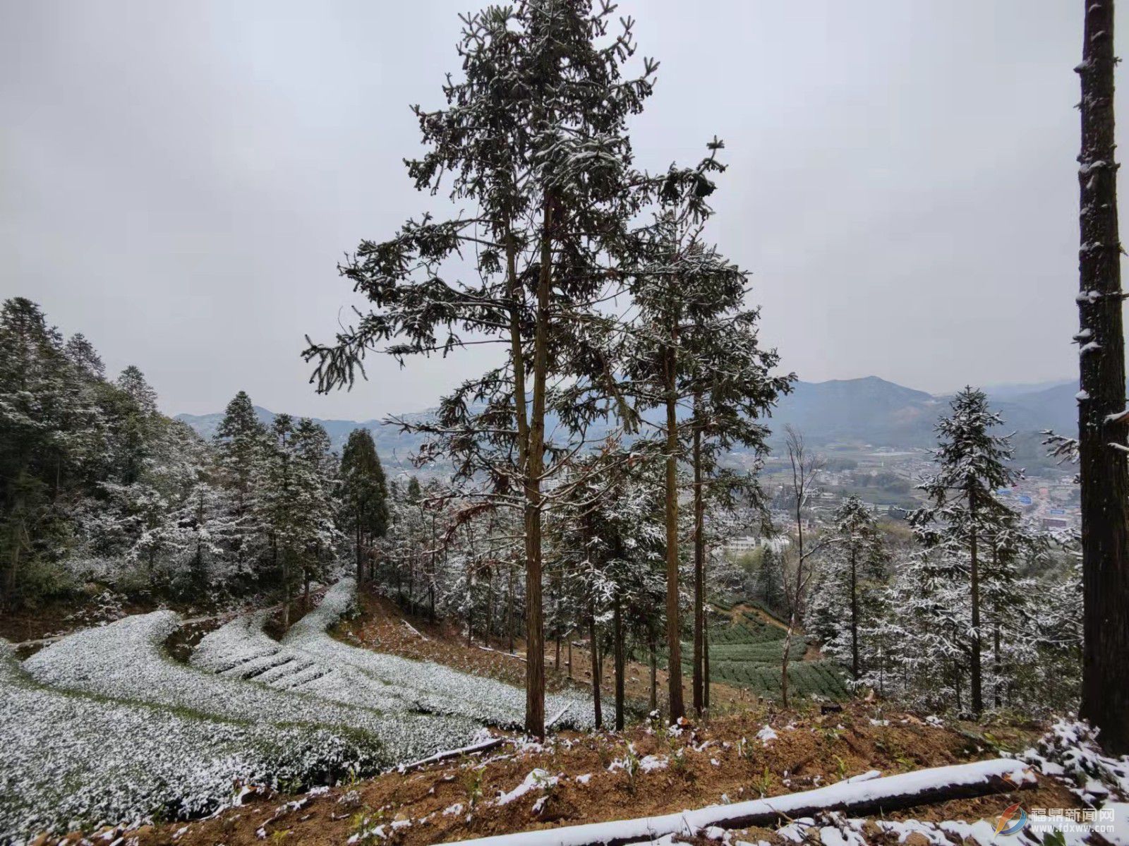 福鼎：虎年開(kāi)盛景 瑞雪兆豐年