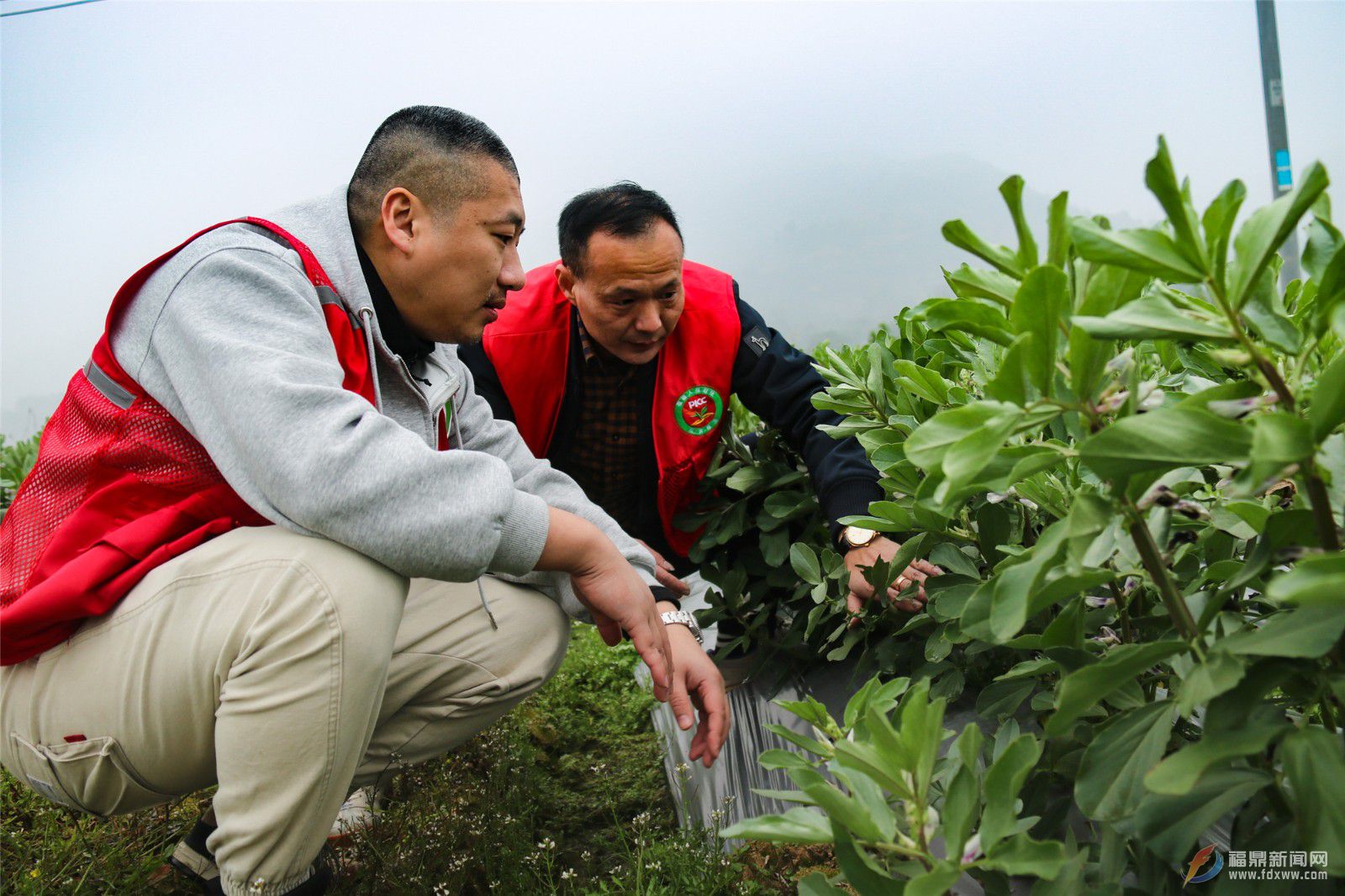 福鼎：農(nóng)業(yè)保險“護航”蠶豆種植