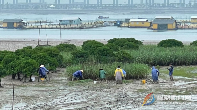 福鼎：整治互花米草 讓灘涂殺手