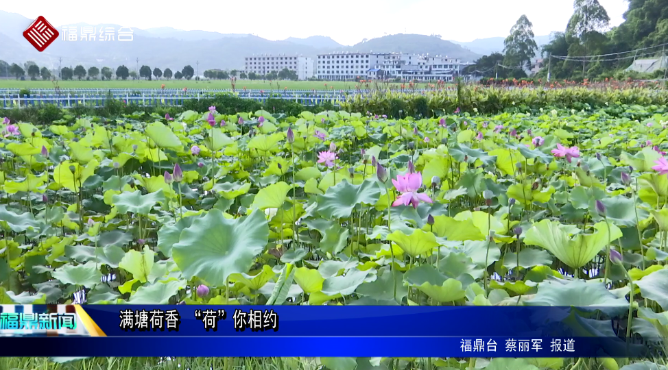 滿塘荷香 “荷”你相約