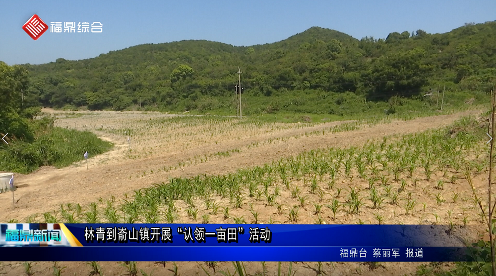 林青到崳山鎮(zhèn)開展“認領一畝田”活動