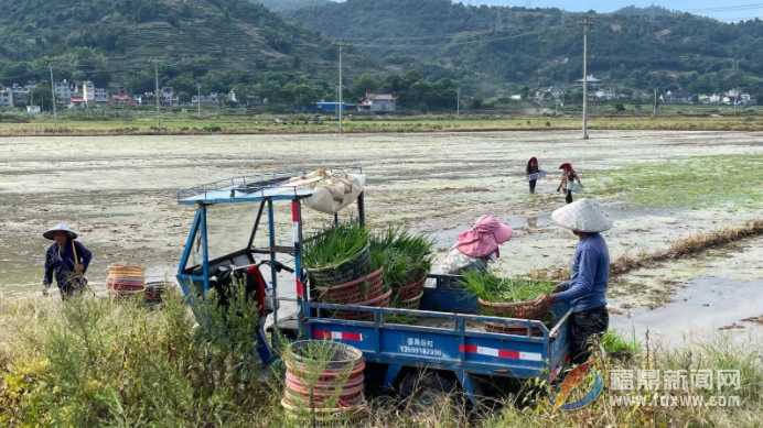 農(nóng)作物遭受旱災(zāi) 群眾全力引水抗旱