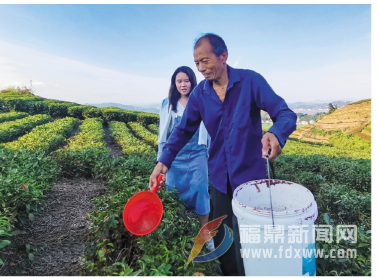 澆灌天然生物激活劑  提高茶葉抗逆性