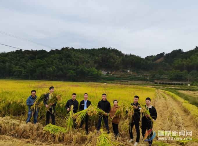 福鼎團(tuán)市委開展“我在福鼎有畝田” 稻谷秋收活動