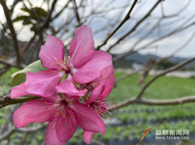 春天的海棠花又在秋天綻放