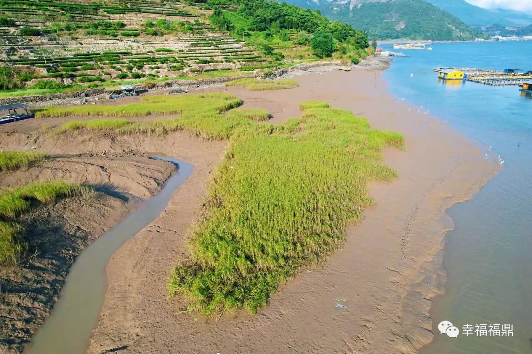 加強日常巡查管控，確保互花米草除治成效