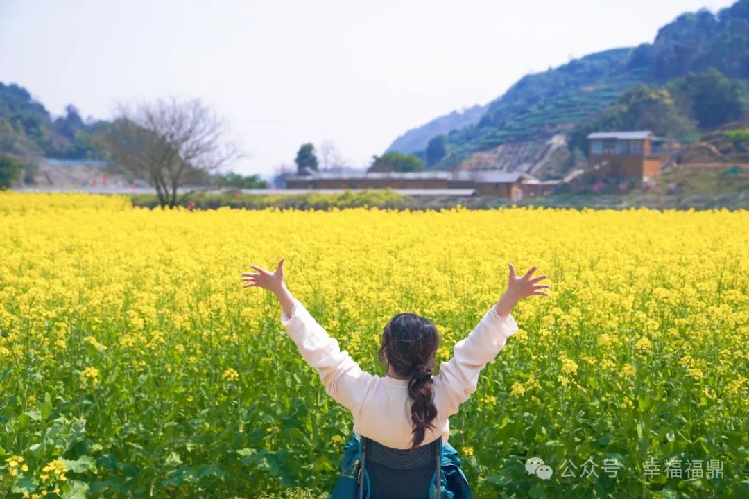 “故事的小黃花”，開(kāi)了！