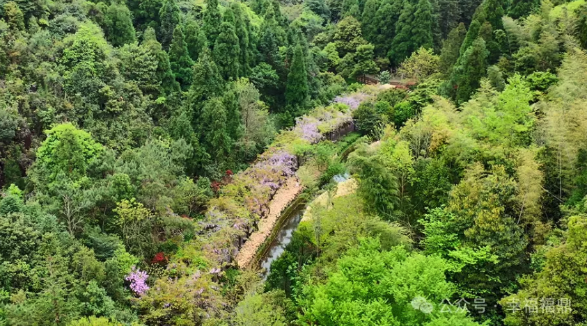 【視野】四月春忙，花茶和鳴