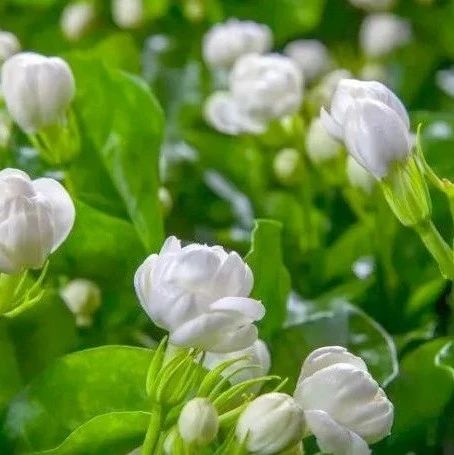 一朵花讀懂一座城：茉莉花開香滿城